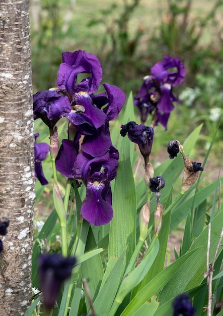 Violette bloemen van een lelie