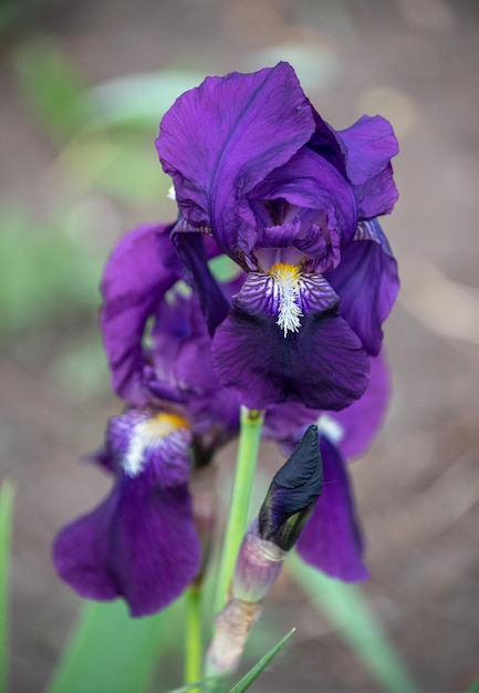 Violette bloemen van een lelie