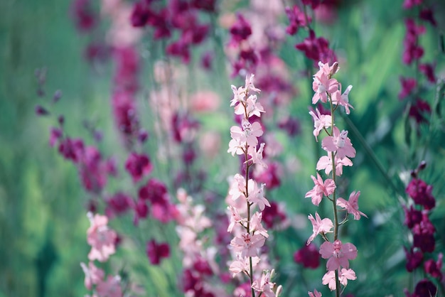 Violette bloemenachtergrond