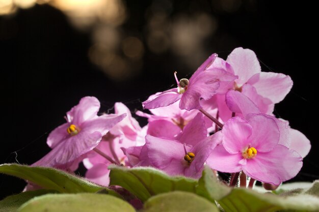 Violette bloemenachtergrond