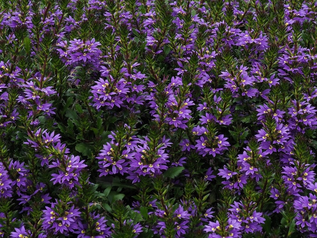 Violette bloemenachtergrond