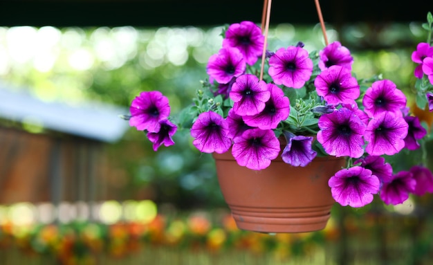 Violette bloempotten hangen in een bruine pot. Detailopname