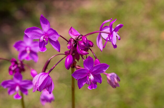 Violette bloesembloem met daglicht