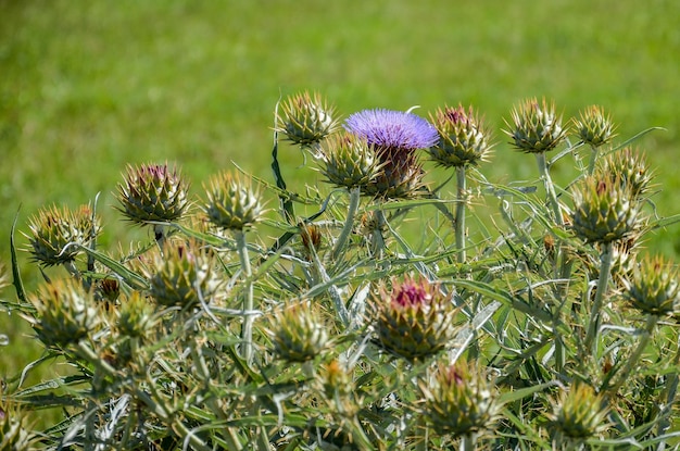 Violette distelbloemen in een landlandschap in San Ramon Canelones Uruguay