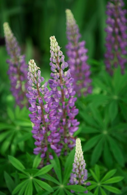 Violette en paarse lupinebloemen groeien in groen gras