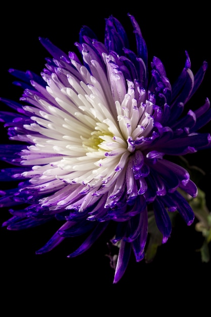 Violette en witte bloem