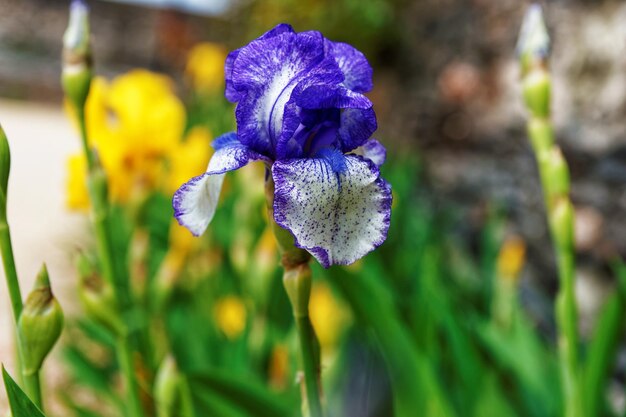 Violette en witte Iris in de moestuin in de Loire-vallei in Frankrijk