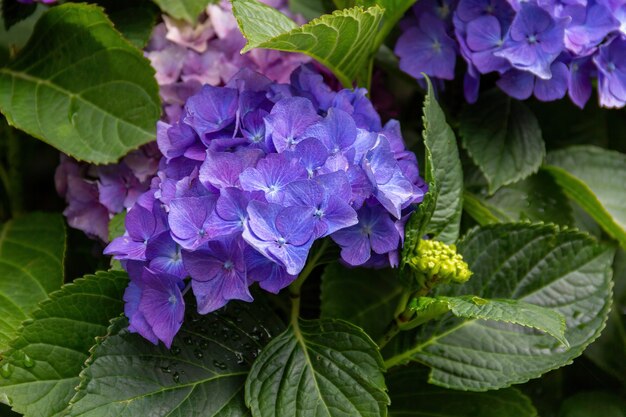 Violette hortensiabloesem op een achtergrond van groene bladeren. Hortensia bloeit licht boeket close-up, zachte selectieve focus