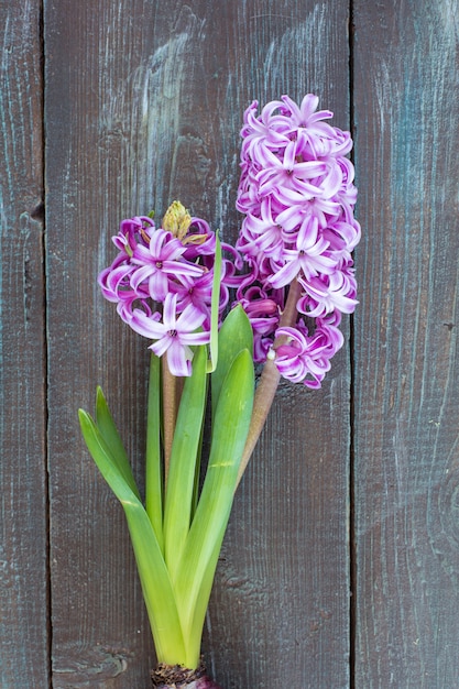 Violette hyacintbloemen