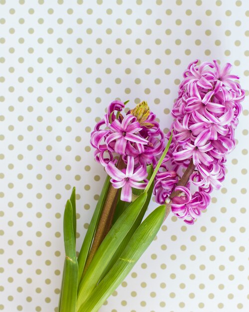 Violette hyacintbloemen