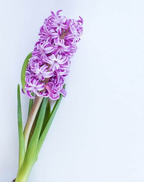 Violette hyacintbloemen