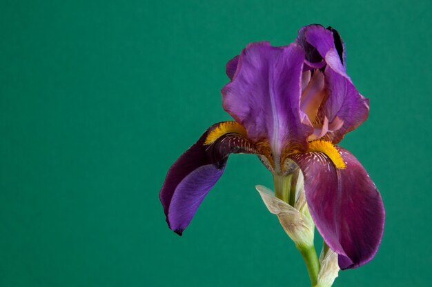 Violette iris op groene achtergrond