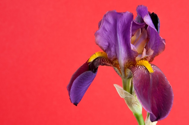 Violette iris op rode achtergrond