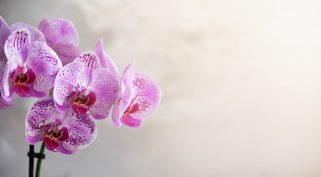 Violette orchidee op grijze concrete achtergrond