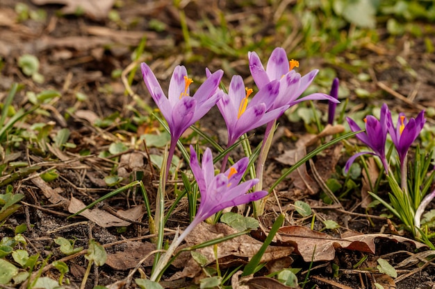 Violette prachtige bloeiende krokussen in de lente tegen de achtergrond van gras close-up