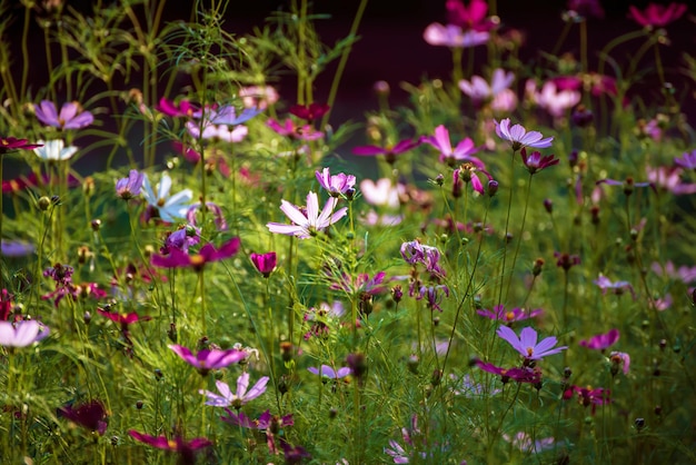 Violette tedere bloemen