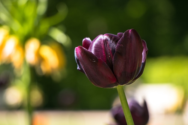 violette tulp