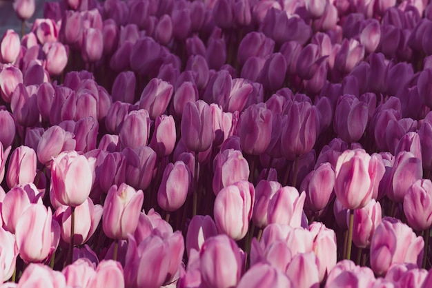 Violette tulpenbloemen