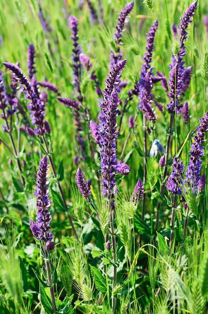 Violette weidebloem, bloemenachtergrond, macrobeeld