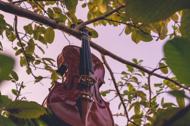 A violin hanging from a guava treeA violin hanging from a guava tree