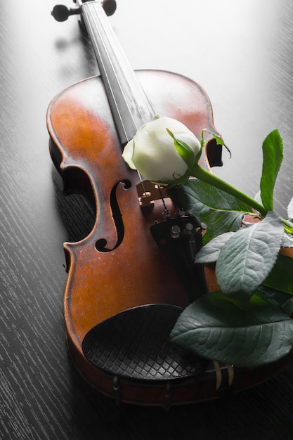 Foto violino e rosa su nero,