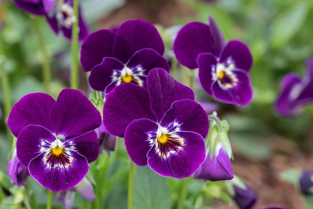 Viooltje altviool bloem in de lentetuin Paarse bloem