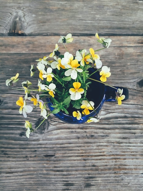 Viooltje gele bloemen in blauwe kop