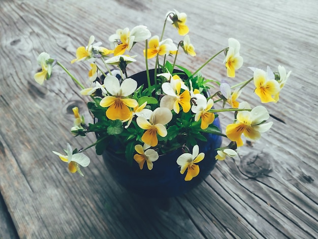 Viooltje gele bloemen in blauwe kop