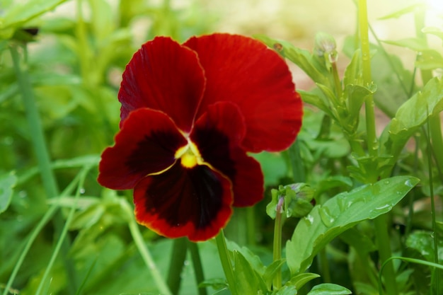 Viooltjes bloem. rode viooltjes bloem in groen gras op een wazig groene natuur in de felle stralen van de zon.