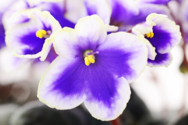 Viooltjes mooie bloemen achtergrond