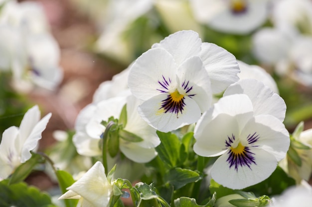 Viooltjes Viola bloeit in een lentetuin