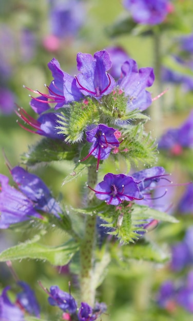 비퍼의 부글로스 Echium vulgare