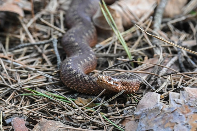 A viper in the wild