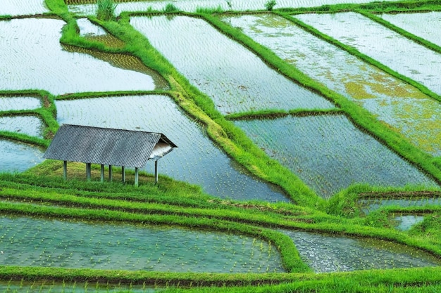 Vire op rijstplantage met watergrond in Bali, Indonesië