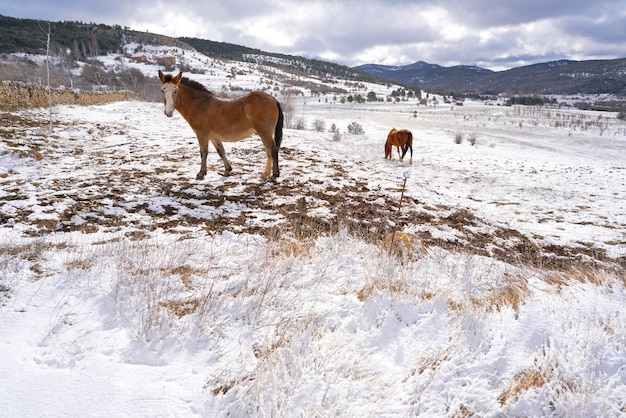 テルエルスペインのヴィルゲンデラベガ雪の村の馬