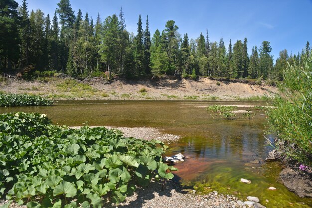 Virgin Komi forests the river Shchugor