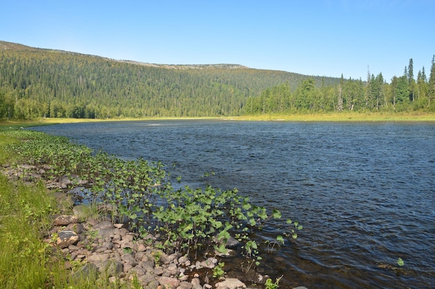 Virgin Komi Forests Werelderfgoed door UNESCO