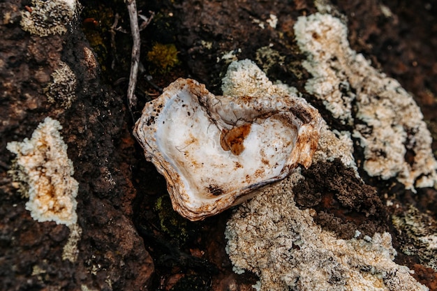 Virgin nature flora and fauna of New Caledonia