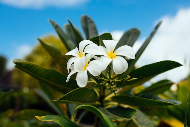 The virgin nature of French Polynesia with its beautiful landscapes