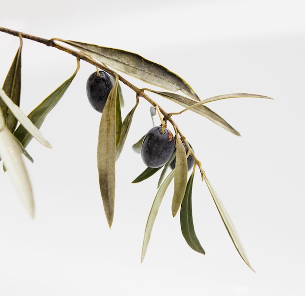 Foto olio d'oliva vergine e olive in campo