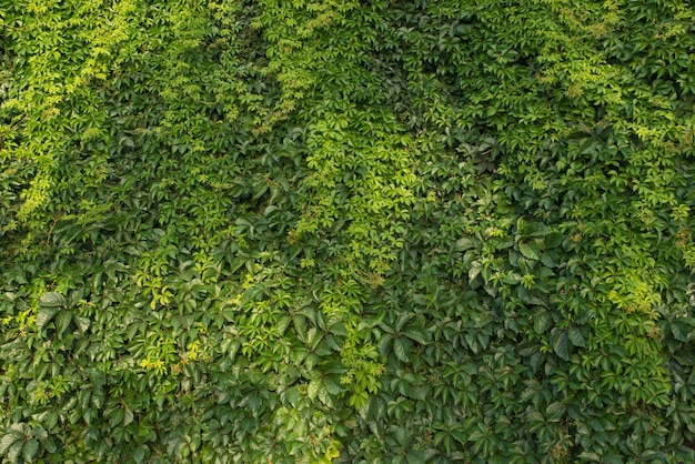 Photo virginia creeper parthenocissus quinquefolia plant on the wall