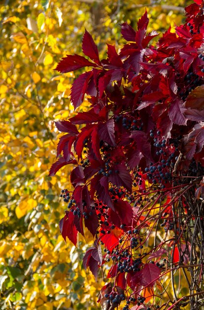 Virginia creeper, red and yellow leaves