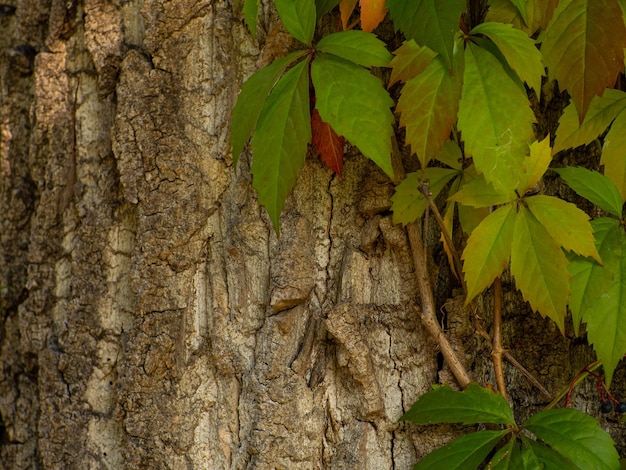 Virginia creeper victoria creeper autumn background