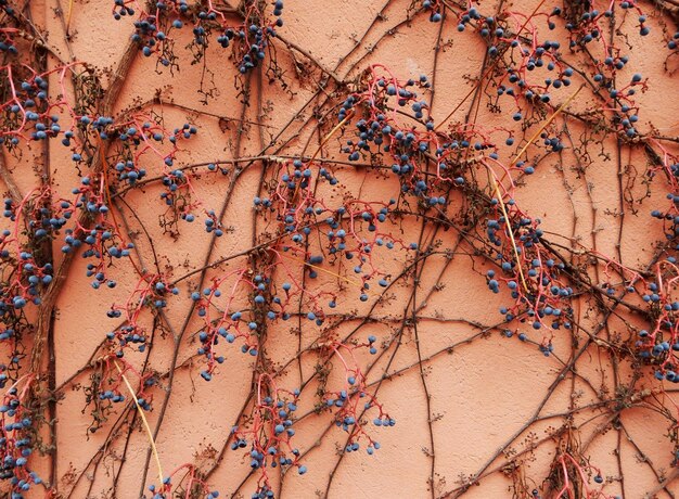 Photo virginia creeper in winter with berries parthenocissus quinquefolia