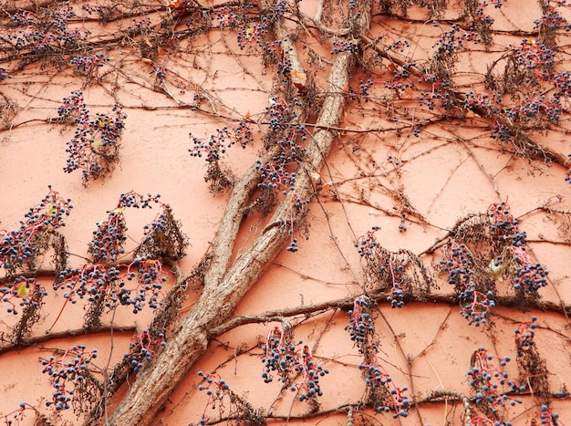 Photo virginia creeper in winter with berries parthenocissus quinquefolia