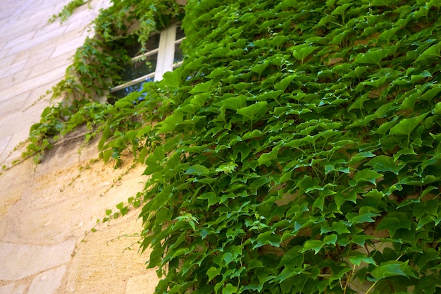 Virginia creeper