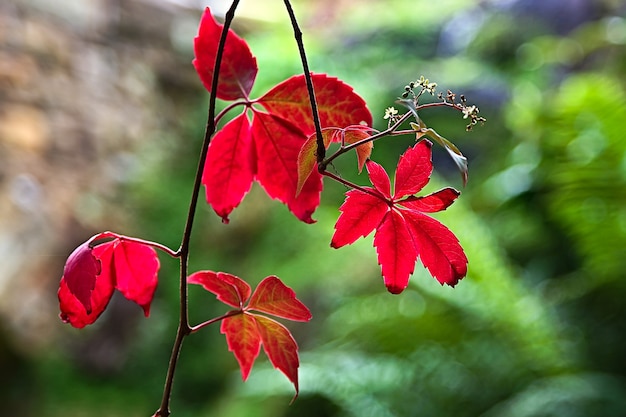 Virginia Creeper