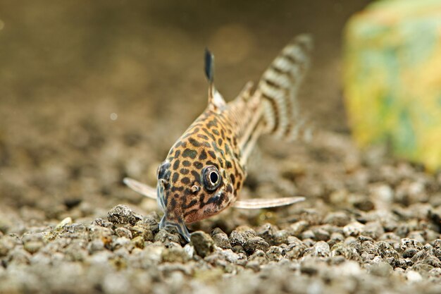 Vis. Corydoras julii in aquarium. Corydoras trilineatus