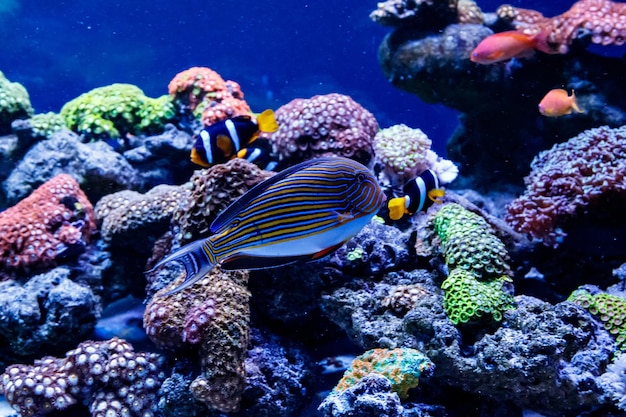 Vis Gestreepte Chirurg Acanthurus lineatus