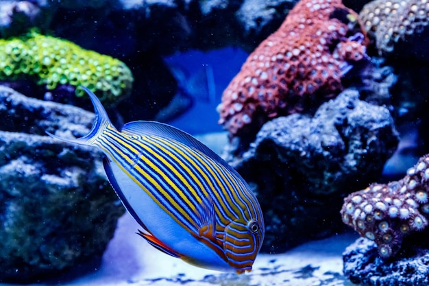 Vis Gestreepte Chirurg Acanthurus lineatus